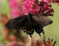 Battus philenor hirsuta