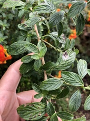 Streptosolen
