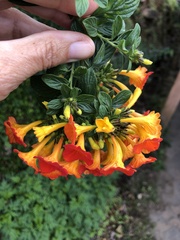 Streptosolen