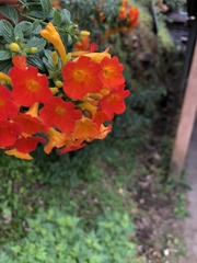 Streptosolen