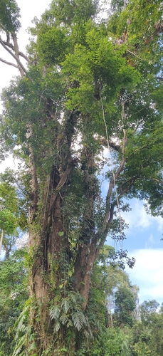 Image of Pterocarpus dalbergioides by (c) T R Shankar Raman, some rights reserved (CC BY)