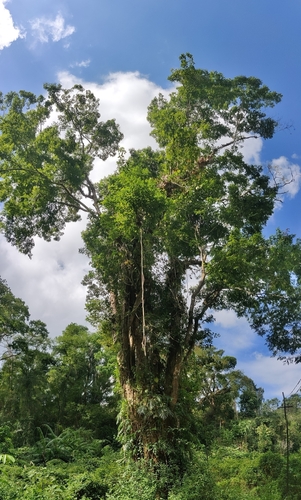 Image of Pterocarpus dalbergioides by (c) T R Shankar Raman, some rights reserved (CC BY)