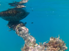 Abudefduf troschelii