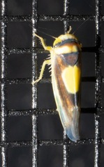 Colladonus clitellarius