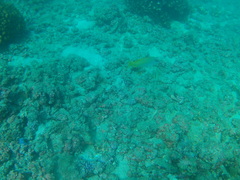 Lutjanus argentiventris