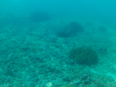 Haemulon maculicauda