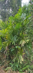 Licuala peltata