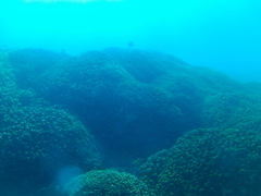 Serranus psittacinus