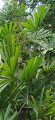 Licuala peltata