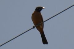 Emberiza tahapisi