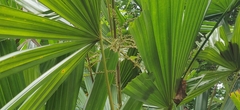 Licuala peltata