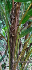 Licuala peltata