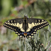 Anise Swallowtail - Photo (c) Robin Gwen Agarwal, some rights reserved (CC BY-NC), uploaded by Robin Gwen Agarwal