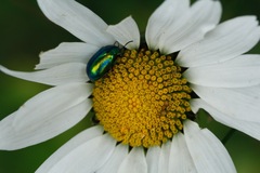 Chrysolina fastuosa