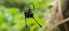 Gasteracantha