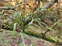 Lepisorus monilisorus