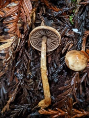 Agaricus diminutivus