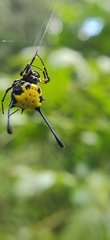 Gasteracantha