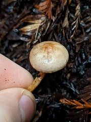 Agaricus diminutivus
