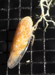 Athysanini