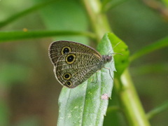 Ypthima multistriata