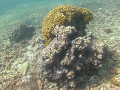 Stegastes flavilatus