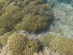 Microspathodon bairdii