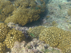 Microspathodon bairdii