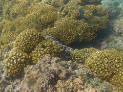 Microspathodon bairdii