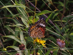 Argynnis hyperbius