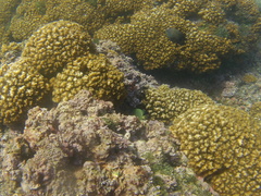 Microspathodon bairdii