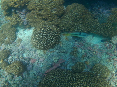 Halichoeres nicholsi