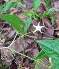 Lycianthes lysimachioides