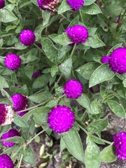 Gomphrena globosa