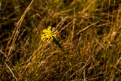 Lasiosiphon anthylloides