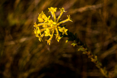 Lasiosiphon anthylloides