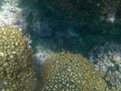 Neoniphon suborbitalis