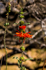 Leonotis leonurus