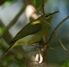 Aethopyga christinae