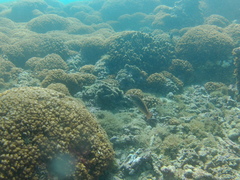 Halichoeres chierchiae