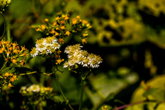 Microglossa mespilifolia