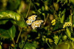 Microglossa mespilifolia