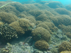 Halichoeres chierchiae