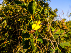 Rhynchosia caribaea