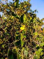 Rhynchosia caribaea