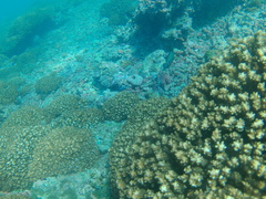 Cephalopholis panamensis