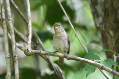 Piranga roseogularis