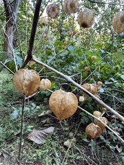 Gomphocarpus physocarpus image