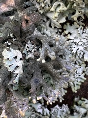 Pseudevernia furfuracea