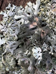 Pseudevernia furfuracea